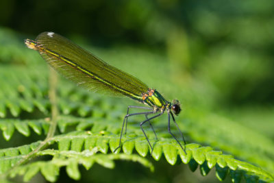 Calopterix splendens (femelle)