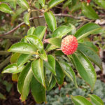 <em>Cornus hongkongensis</em> 31/10/2023