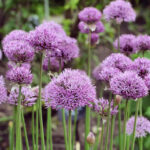 Allium macleanii × cristophii Pinball Wizard