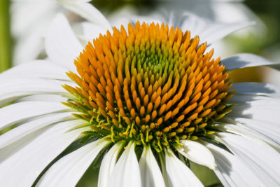 Echinacea purpurea 'Js White Prairie'