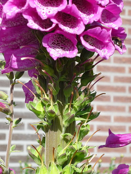 Fasciation on Digitalis. Note the larger thickened stem compared to the normal-sized flowering spike on the left.
