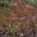 <em>Abelia × grandiflora</em> 'Prostrata' 14/11/2018