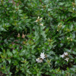 <em>Abelia × grandiflora</em> 'Prostrata' 19/07/2017