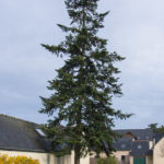 <em>Abies nordmanniana</em> 09/12/2014