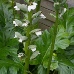 <em>Acanthus mollis</em> 09/06/2014