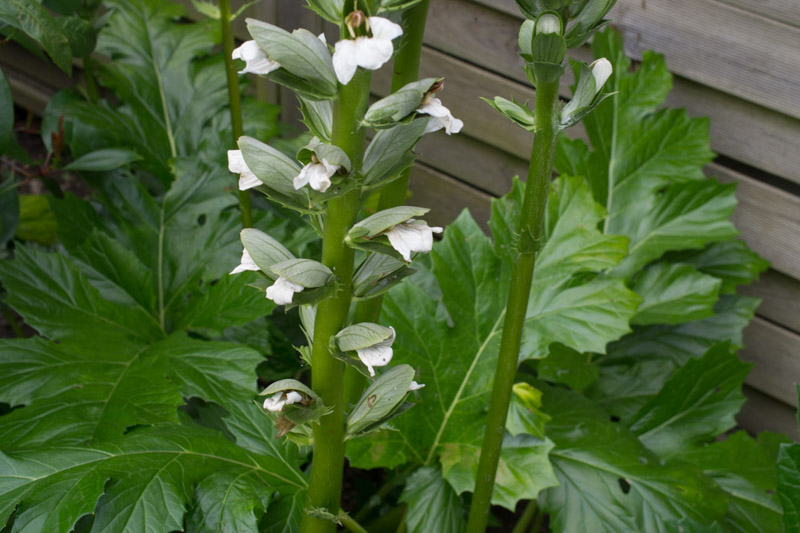 Acanthus mollis 09/06/2014