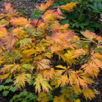 <em>Acer japonicum</em> 'Aconitifolium' 18/10/2015