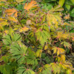 <em>Acer japonicum</em> 'Aconitifolium' 20/10/2016