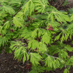 <em>Acer japonicum</em> 'Aconitifolium' 24/04/2015