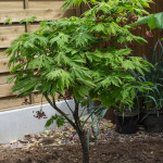 <em>Acer japonicum</em> 'Aconitifolium' 24/04/2015