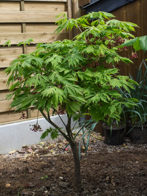 Acer japonicum 'Aconitifolium' 24/04/2015