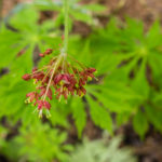 <em>Acer japonicum</em> 'Aconitifolium' 29/03/2022