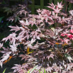 <em>Acer palmatum</em> 'Fireglow' (A) 04/05/2022