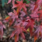 <em>Acer palmatum</em> 'Fireglow' (A) 11/11/2023