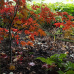 <em>Acer palmatum</em> 'Fireglow' (A) 11/11/2023