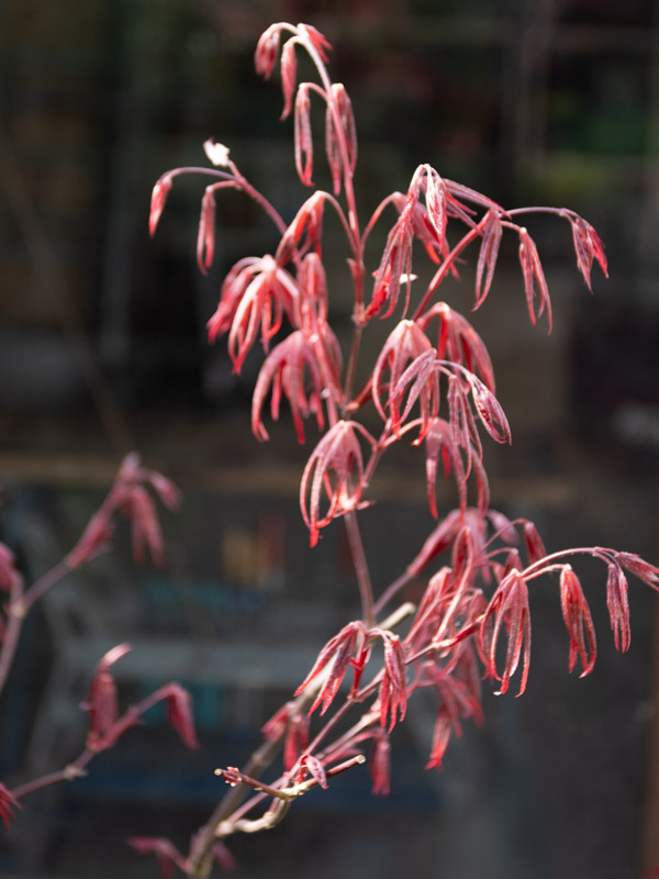 Feuillage de printemps