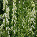 <em>Aconit septentrionale</em> 'Ivorine' 07/06/2016