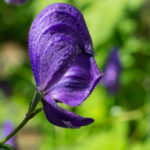 <em>Aconitum napellus</em> 11/08/2016