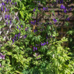 <em>Aconitum napellus</em> 11/08/2016