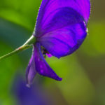 <em>Aconitum napellus</em> 14/08/2016