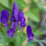 Aconitum napellus 22/08/2015