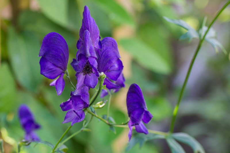 Aconitum napellus 22/08/2015