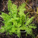 <em>Adiantum pedatum</em> 30/05/2021