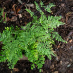 <em>Adiantum venustum</em> 20/08/2020