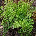 <em>Adiantum venustum</em> 30/05/2021