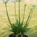 <em>Agapanthus</em> Kilmurry White 16/06/2023