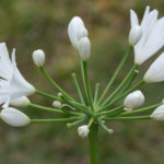 <em>Agapanthus</em> Kilmurry White 16/06/2023