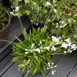 <em>Agapanthus x Kilmurry White</em> 19/07/2025