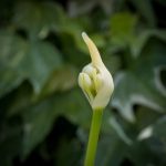 <em>Agapanthus x Kilmurry White</em> 24/06/2025