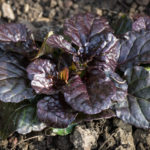 <em>Ajuga reptans</em> 'Black Scallop' 18/09/2020