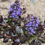 <em>Ajuga reptans</em> 'Black Scallop' 22/04/2021