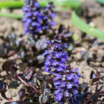 <em>Ajuga reptans</em> 'Black Scallop' 22/04/2021