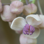 <em>Akebia quinata</em> 'Cream-flowered' 13/03/2015