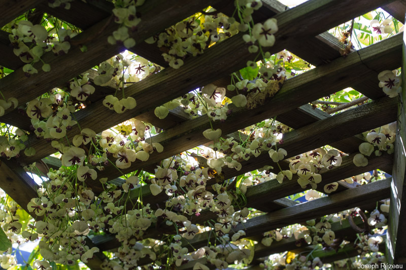 Avalanche de fleurs au printemps 2020