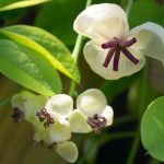 <em>Akebia quinata</em> 'Cream-flowered' 20/04/2015