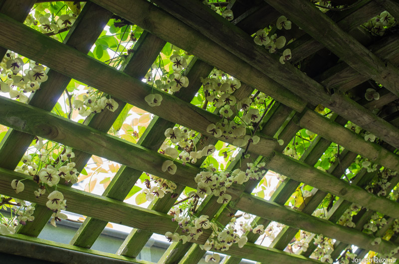 View from below the pergola
