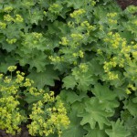 <em>Alchemilla mollis</em> 11/06/2015