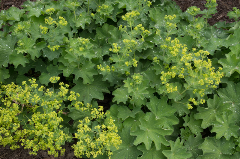 Alchemilla mollis 11/06/2015