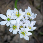 <em>Allium neapolitanum</em> 17/04/2024