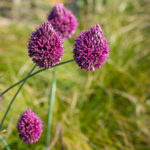 <em>Allium sphaerocephalon</em> 07/07/2018