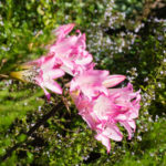 <em>Amaryllis belladonna</em> 13/09/2020