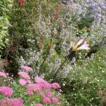 <em>Amaryllis belladonna</em> 21/09/2025