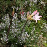 <em>Amaryllis belladonna</em> 21/09/2025