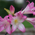 <em>Amaryllis belladonna</em> 28/09/2017