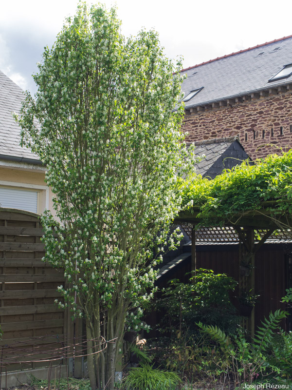 Amelanchier Alnifolia Obelisk () Amelanchier Alnifolia Obelisk