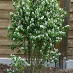 <em>Amelanchier alnifolia</em> 'Obelisk' 24/04/2015